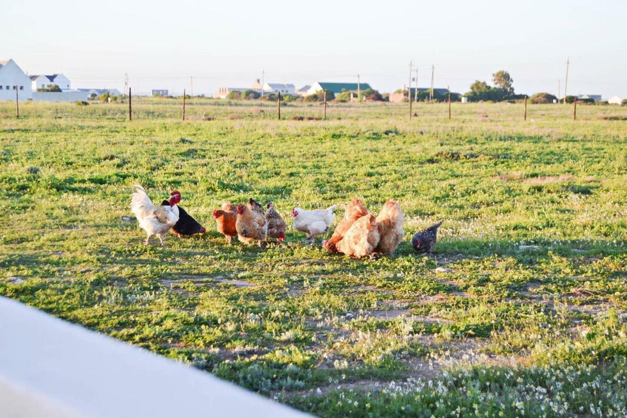 Aintree Farm Cottage Langebaan Εξωτερικό φωτογραφία